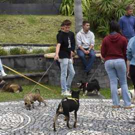 AUTARQUIA PROMOVEU MAIS UMA CAMPANHA DE ADOÇAO ANIMAL