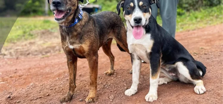 DIGA NÃO AO ABANDONO DOS ANIMAIS!